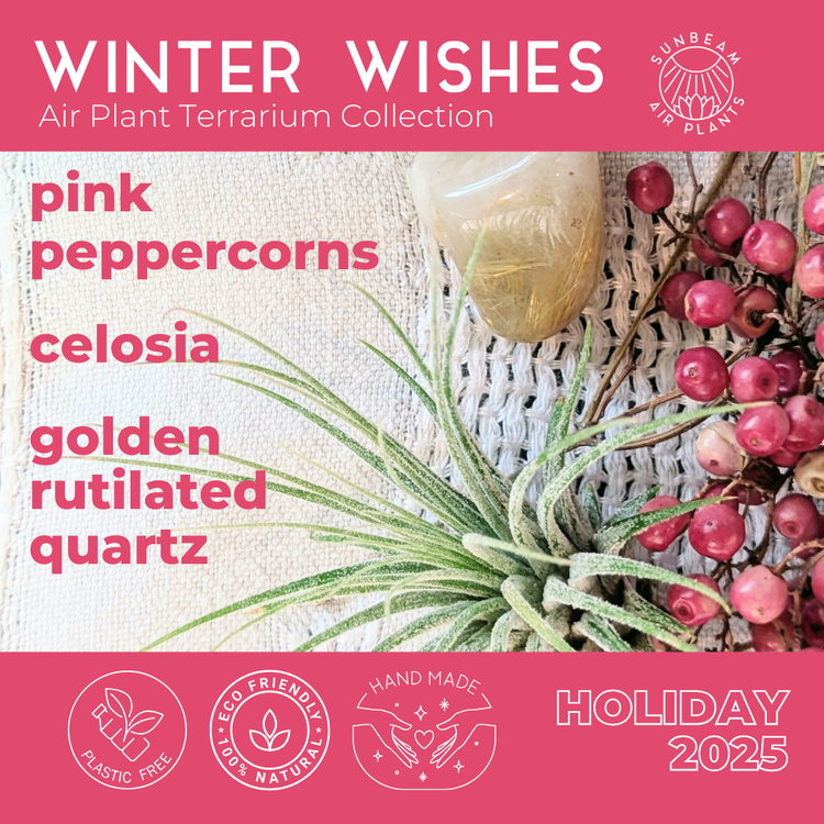 Winter Wishes Collection | Holiday 2025