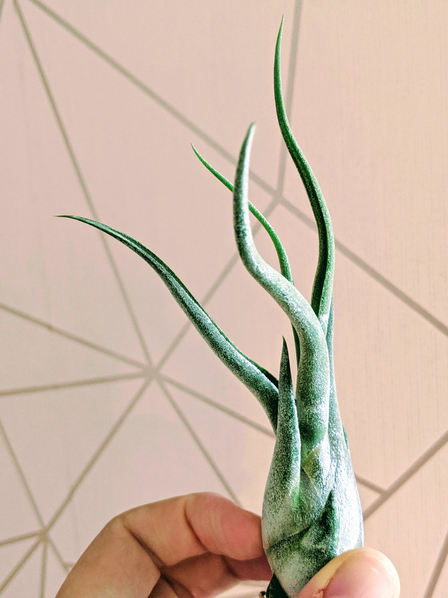 Caput Medusae