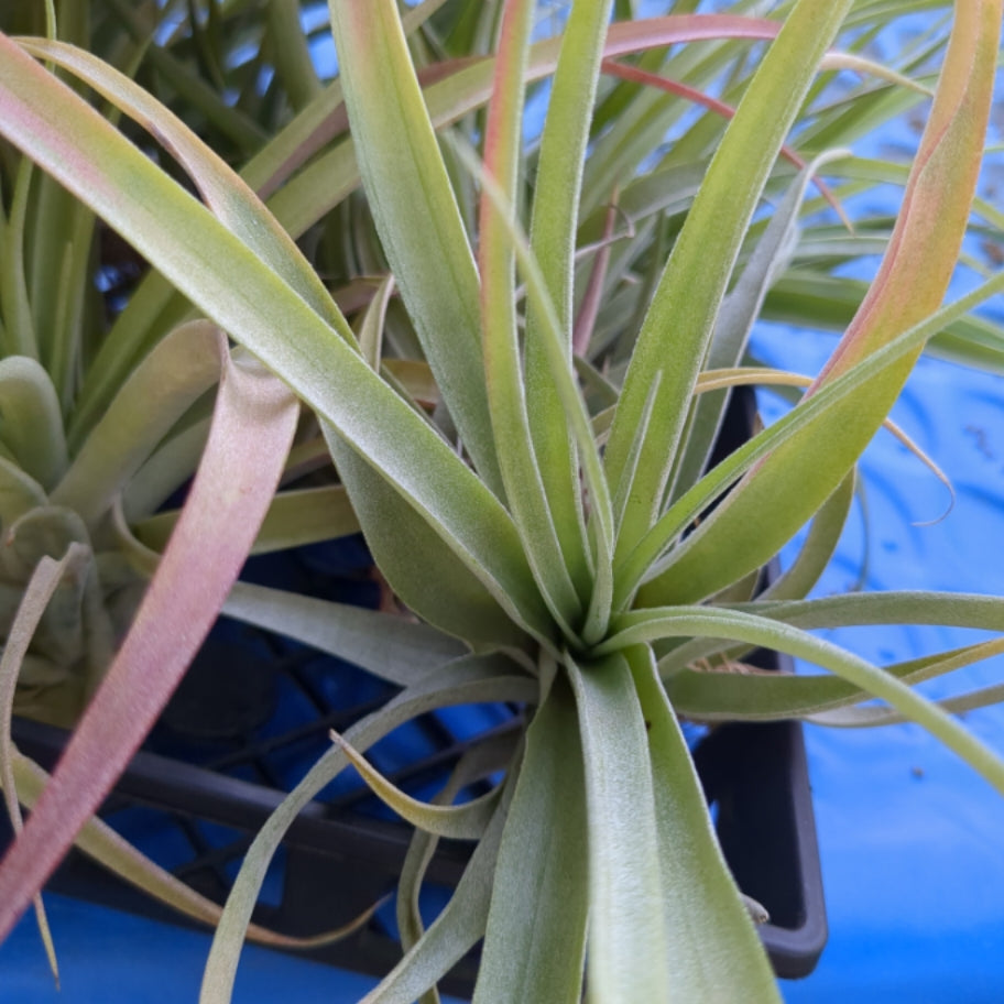 Capitata