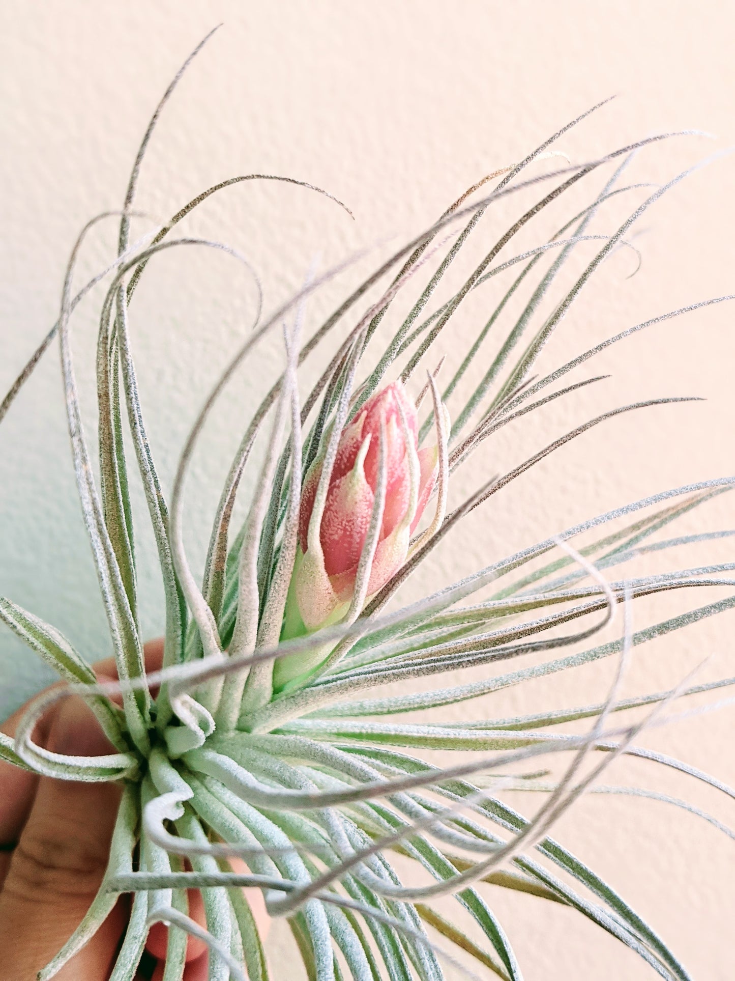 ‘Houston’ hybrid (T. stricta x T. recurvifolia)
