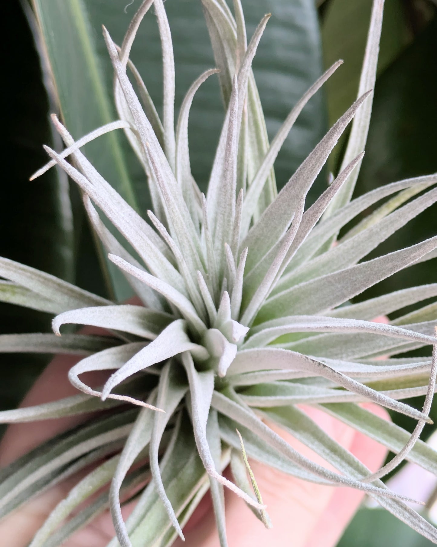 ‘Houston’ hybrid (T. stricta x T. recurvifolia)