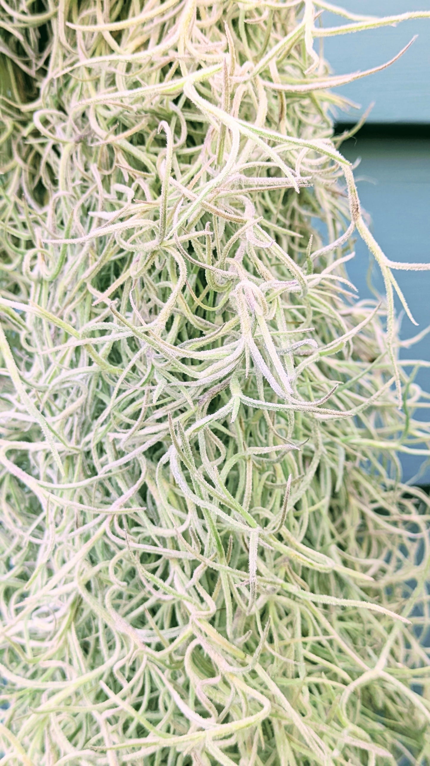 Spanish Moss Usneoids