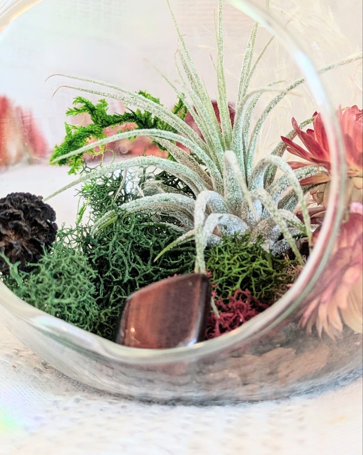 Air Plant Terrarium | Hearth Flame
