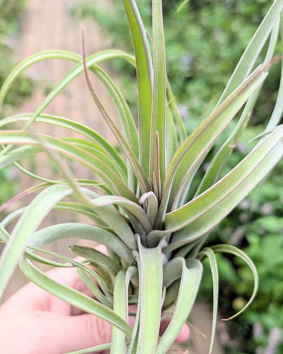 'Redy' (streptophylla X concolor)