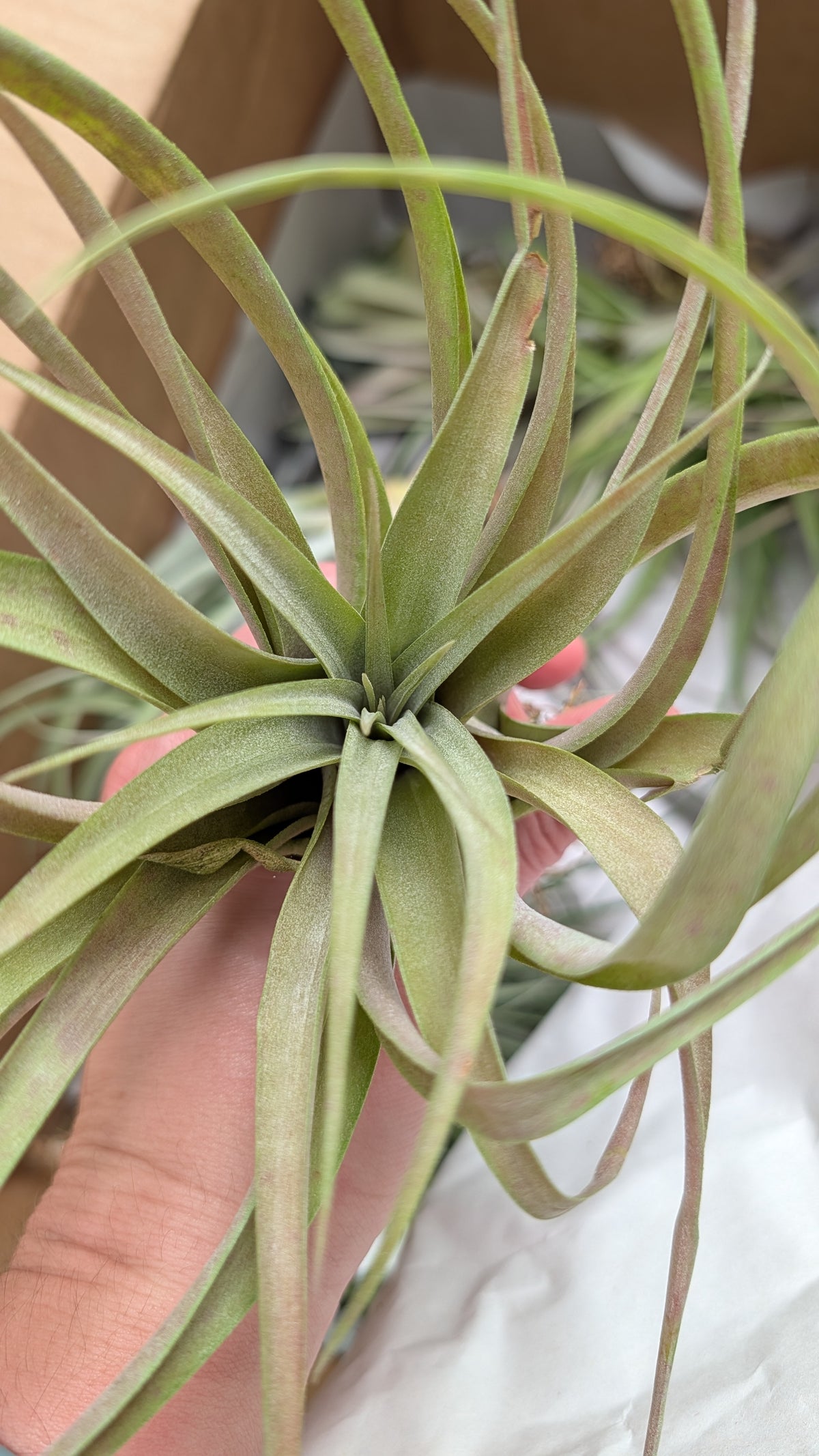 Capitata