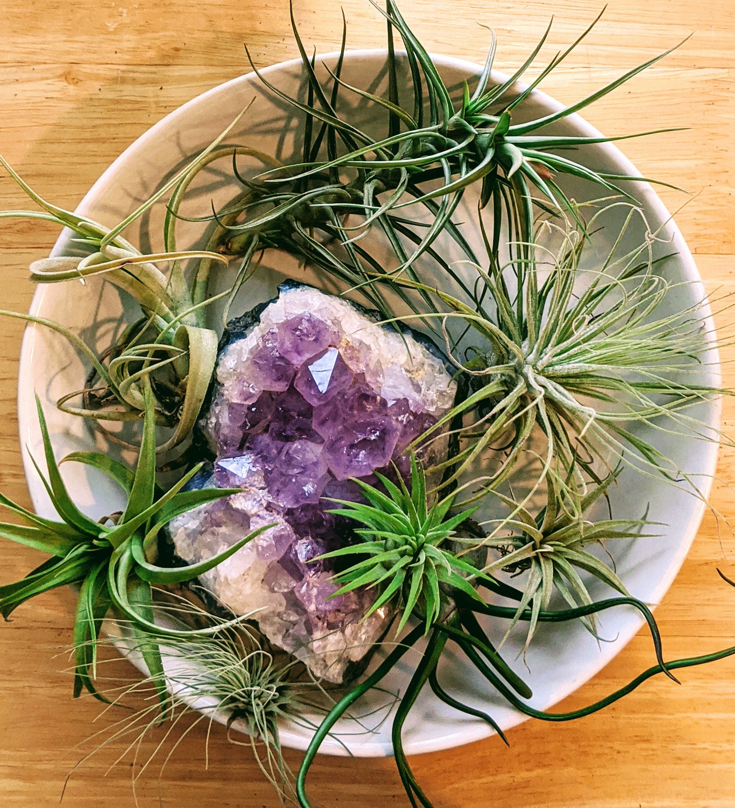 Super Combo | Loose Plants | 1 Large | 3 Medium | 4 Small