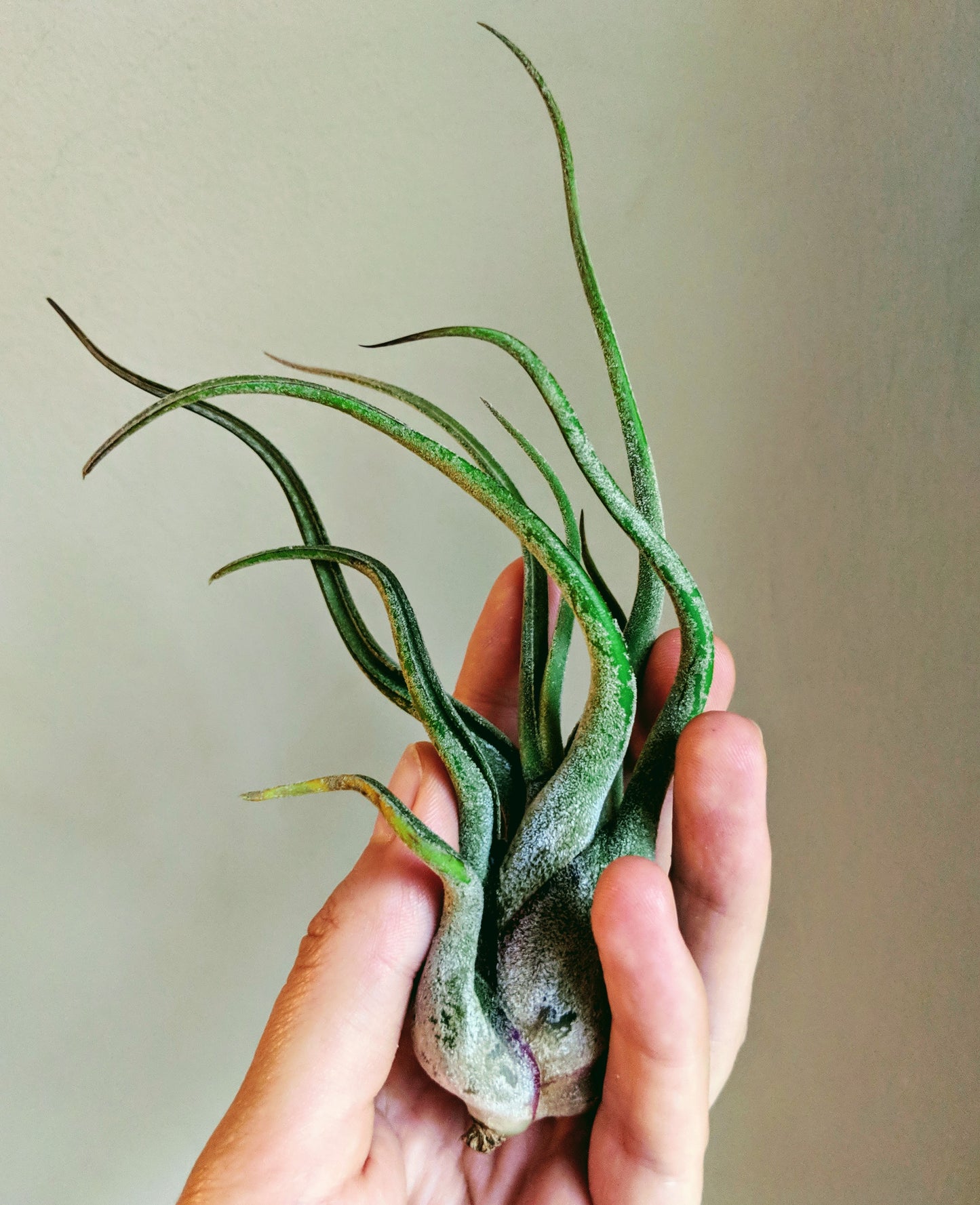 Caput Medusae