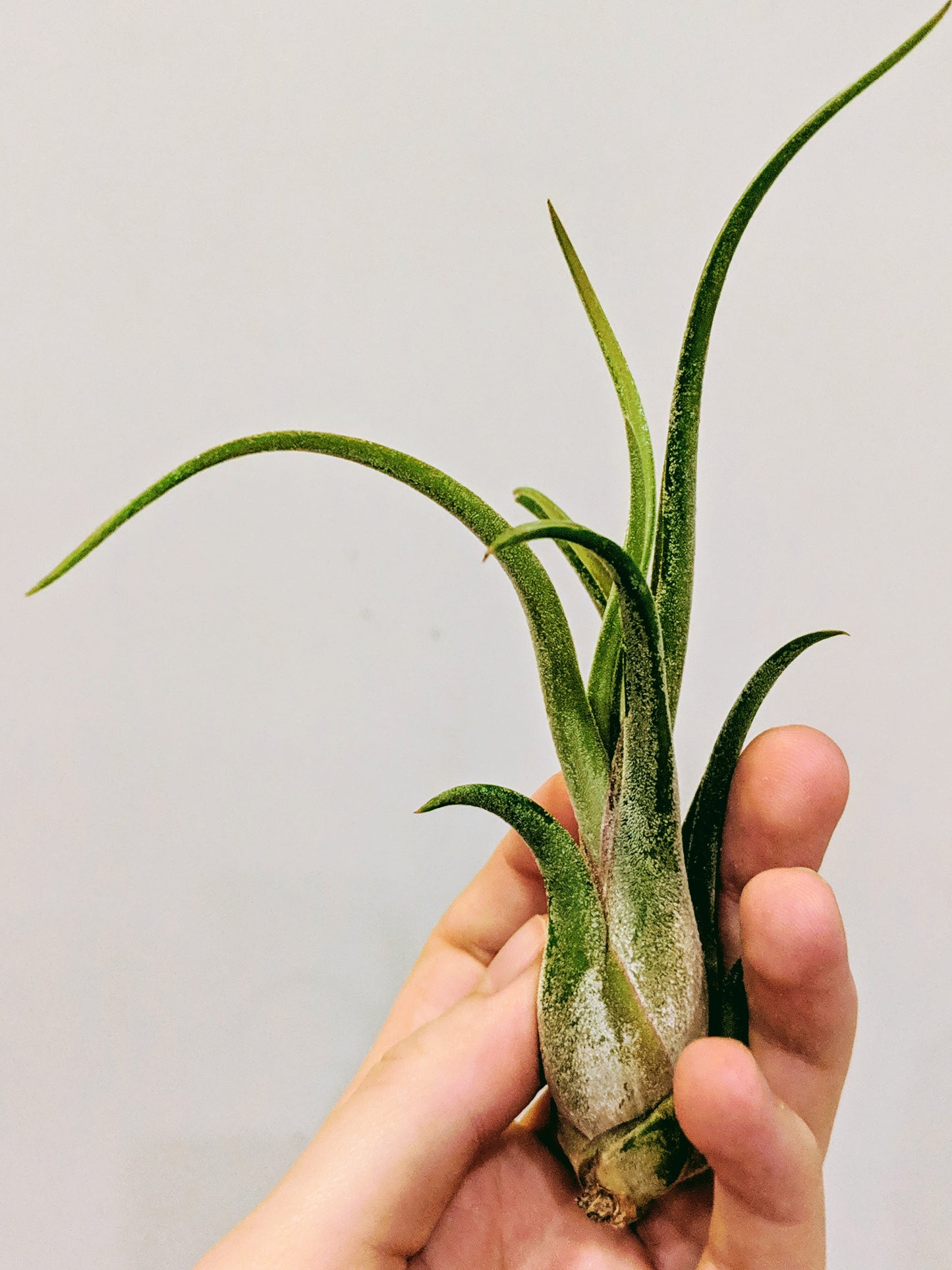 Caput Medusae