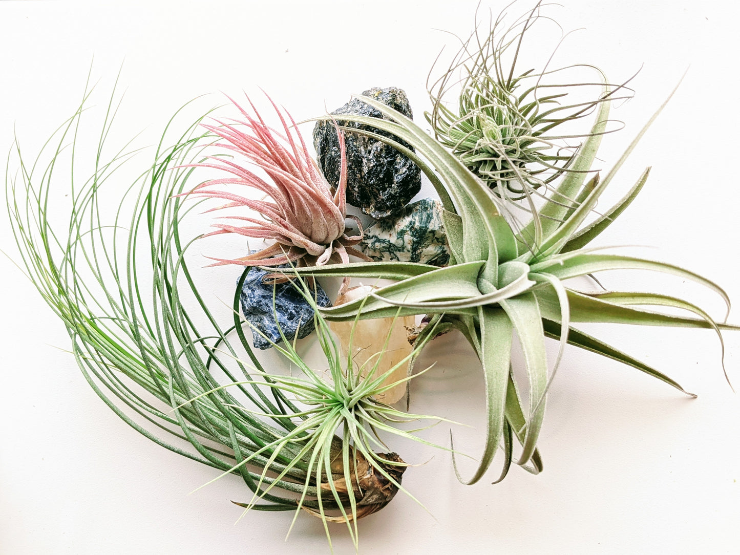 Sweet Combo | Loose Plants | 2 Medium | 3 Small