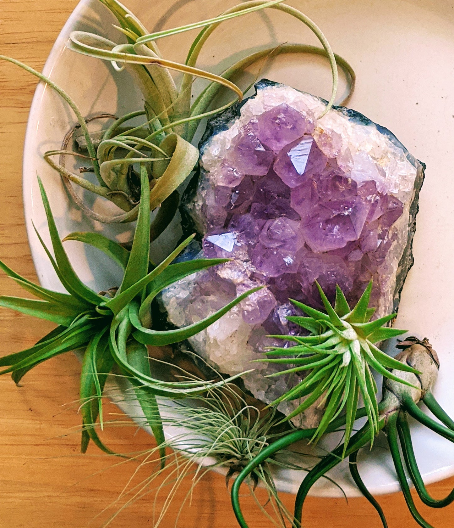 Sweet Combo | Loose Plants | 2 Medium | 3 Small