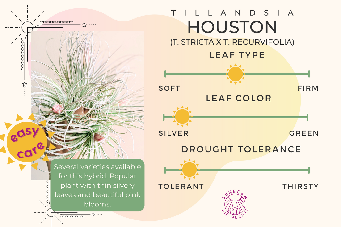 ‘Houston’ hybrid (T. stricta x T. recurvifolia)