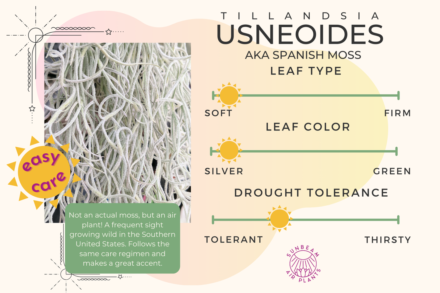 Spanish Moss Usneoids