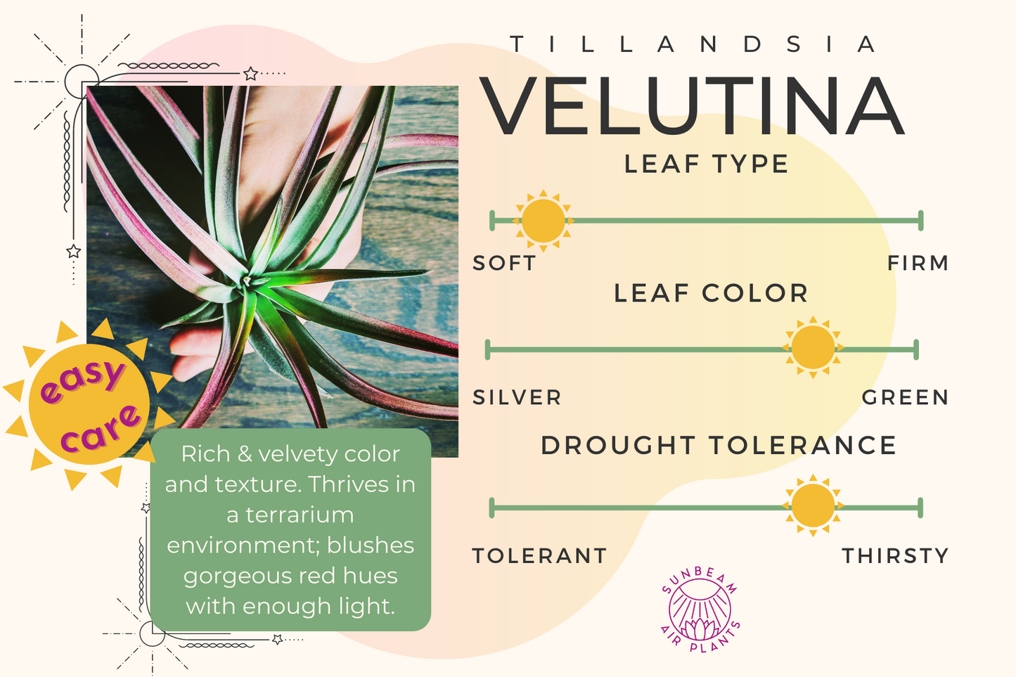 Velutina