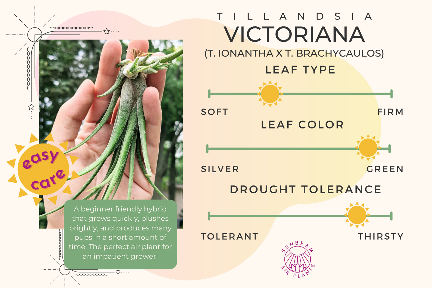Victoriana Hybrid