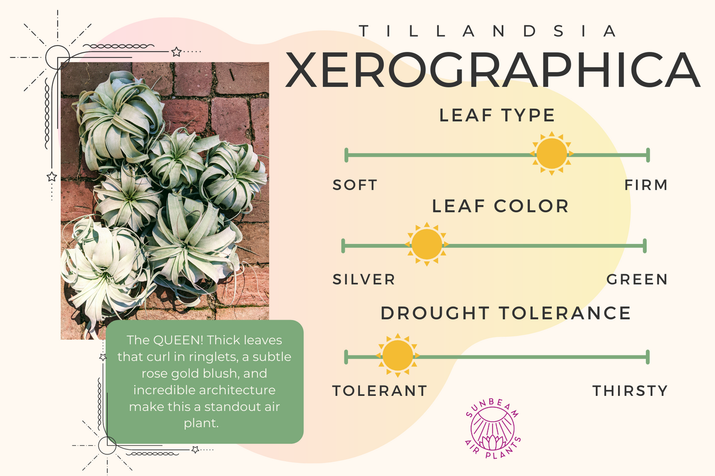 Xerographica