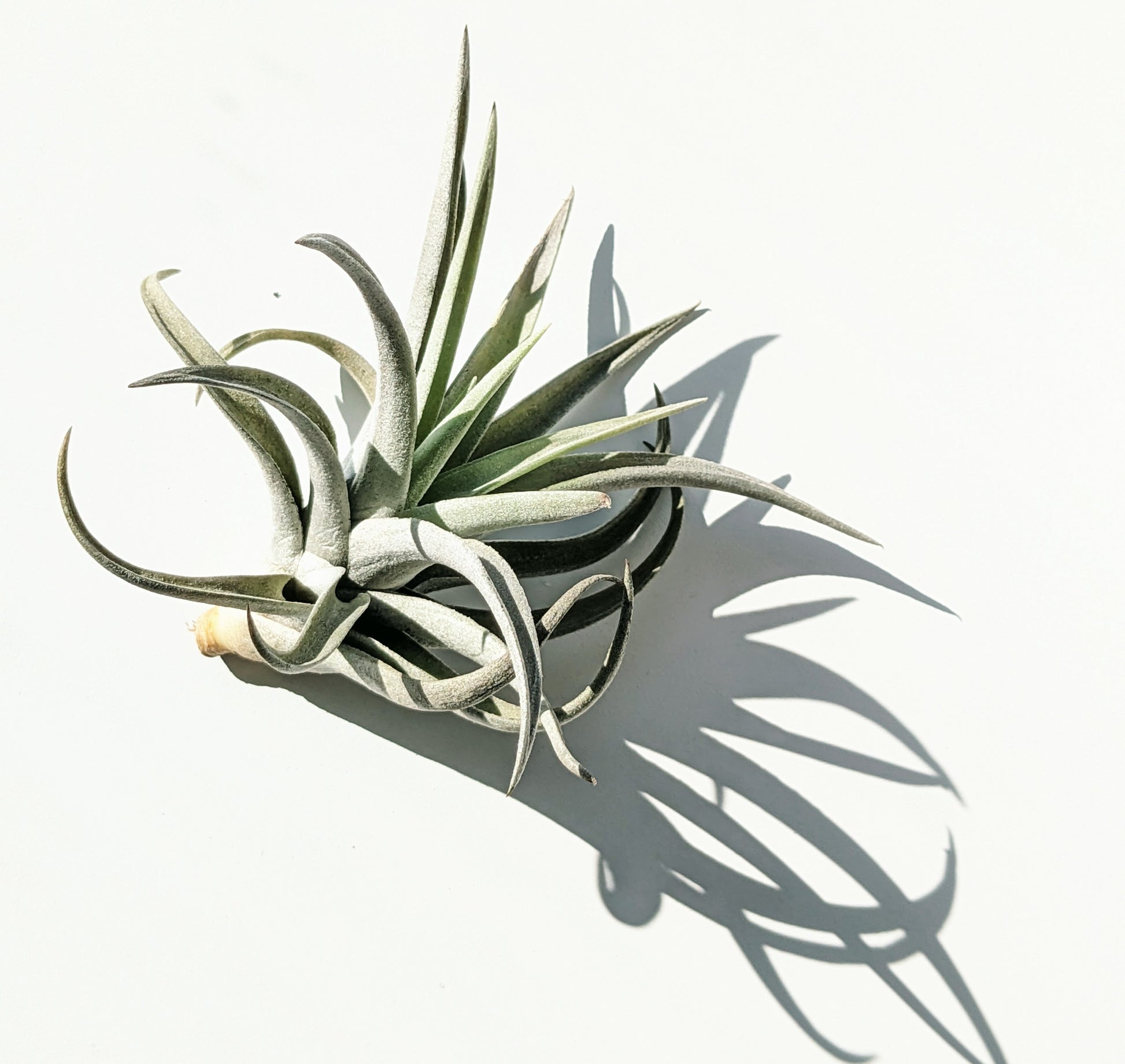 harrisii air plant Harrisii – Sunbeam Air Plants