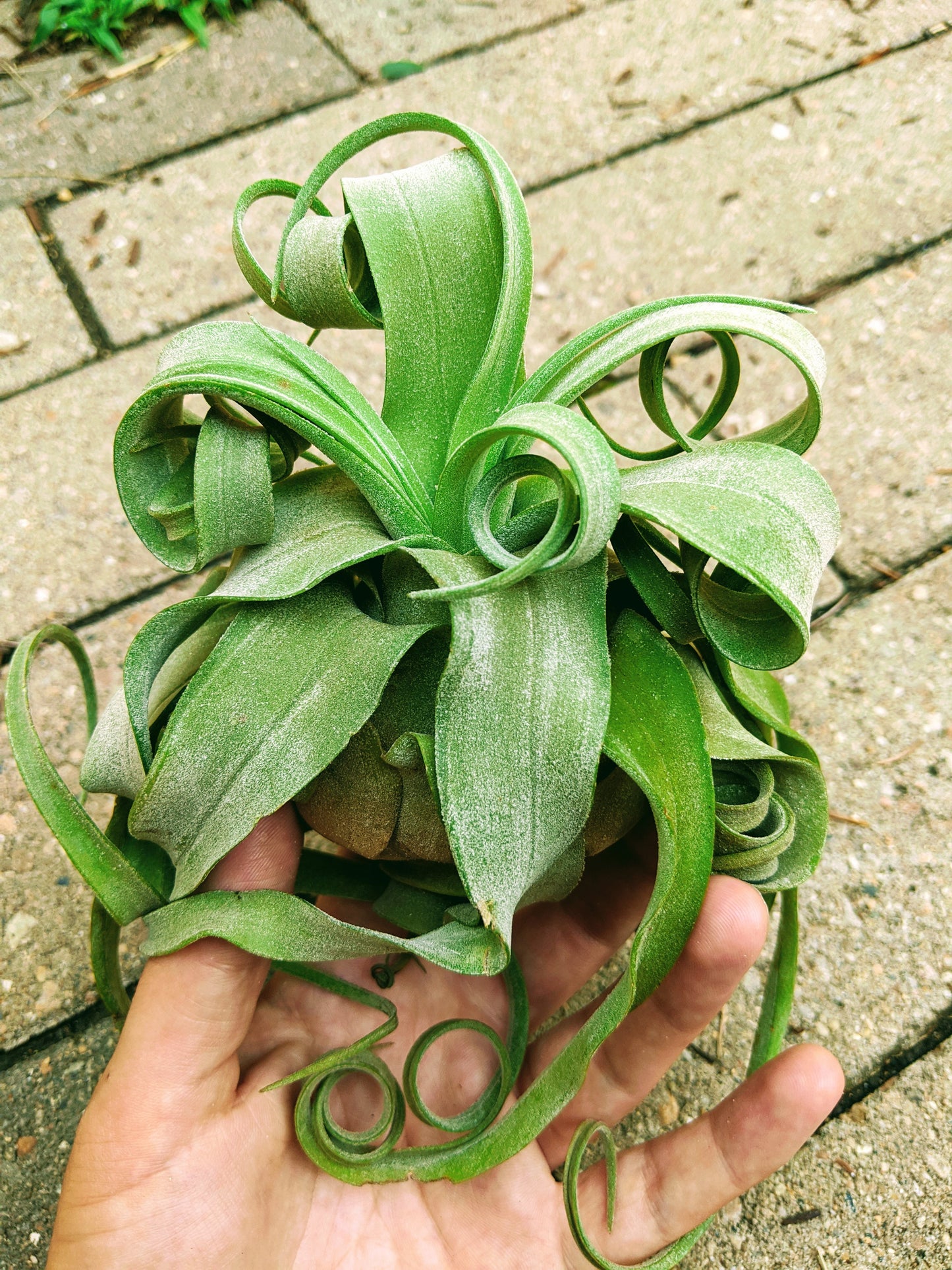 Streptophylla