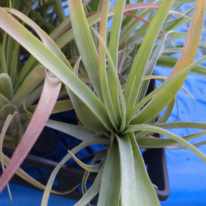 Capitata
