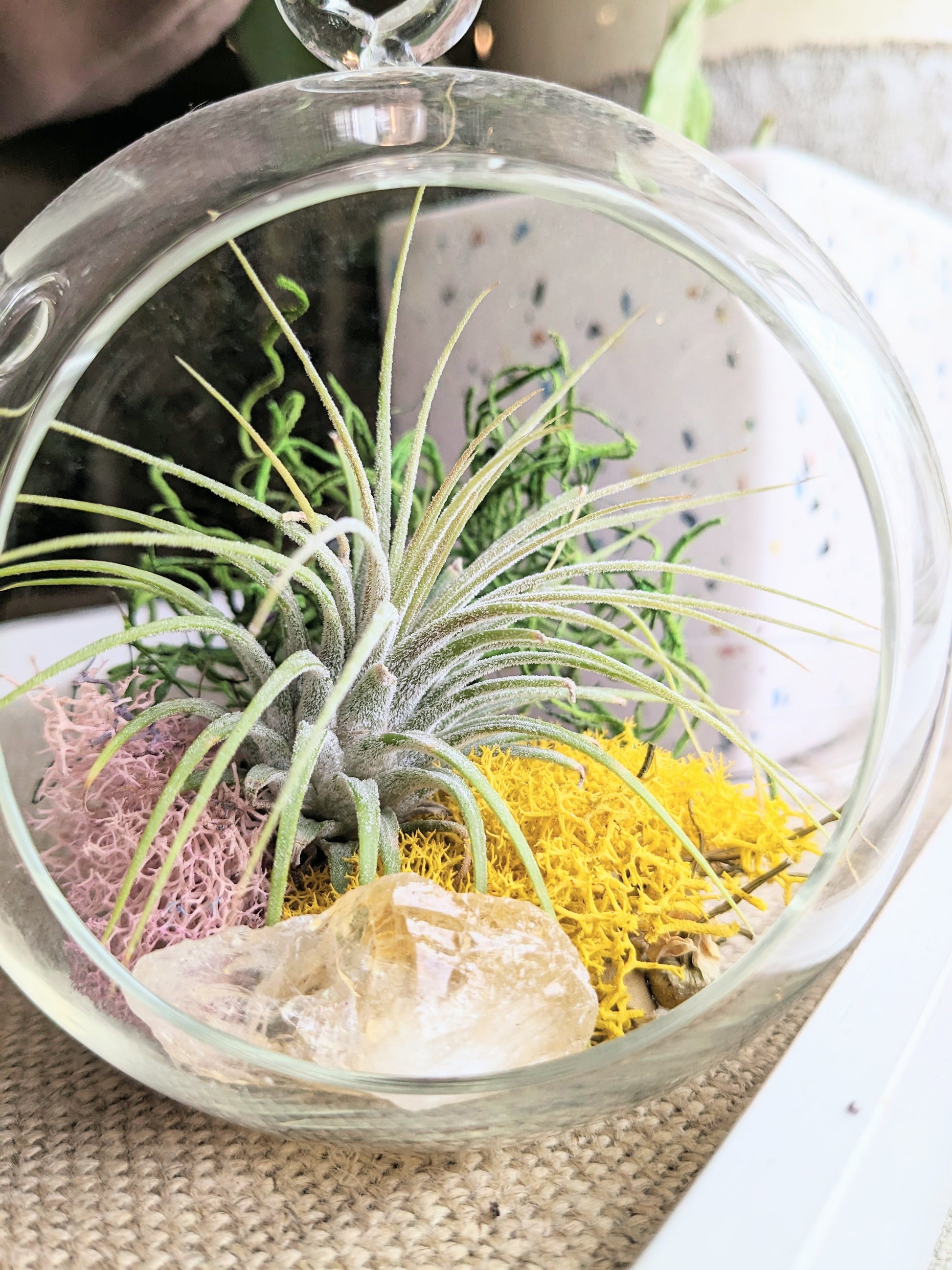 air plant orb The Sunbeam | Classic Orb Terrarium