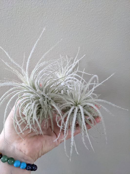 Tectorum "Fuzzball"