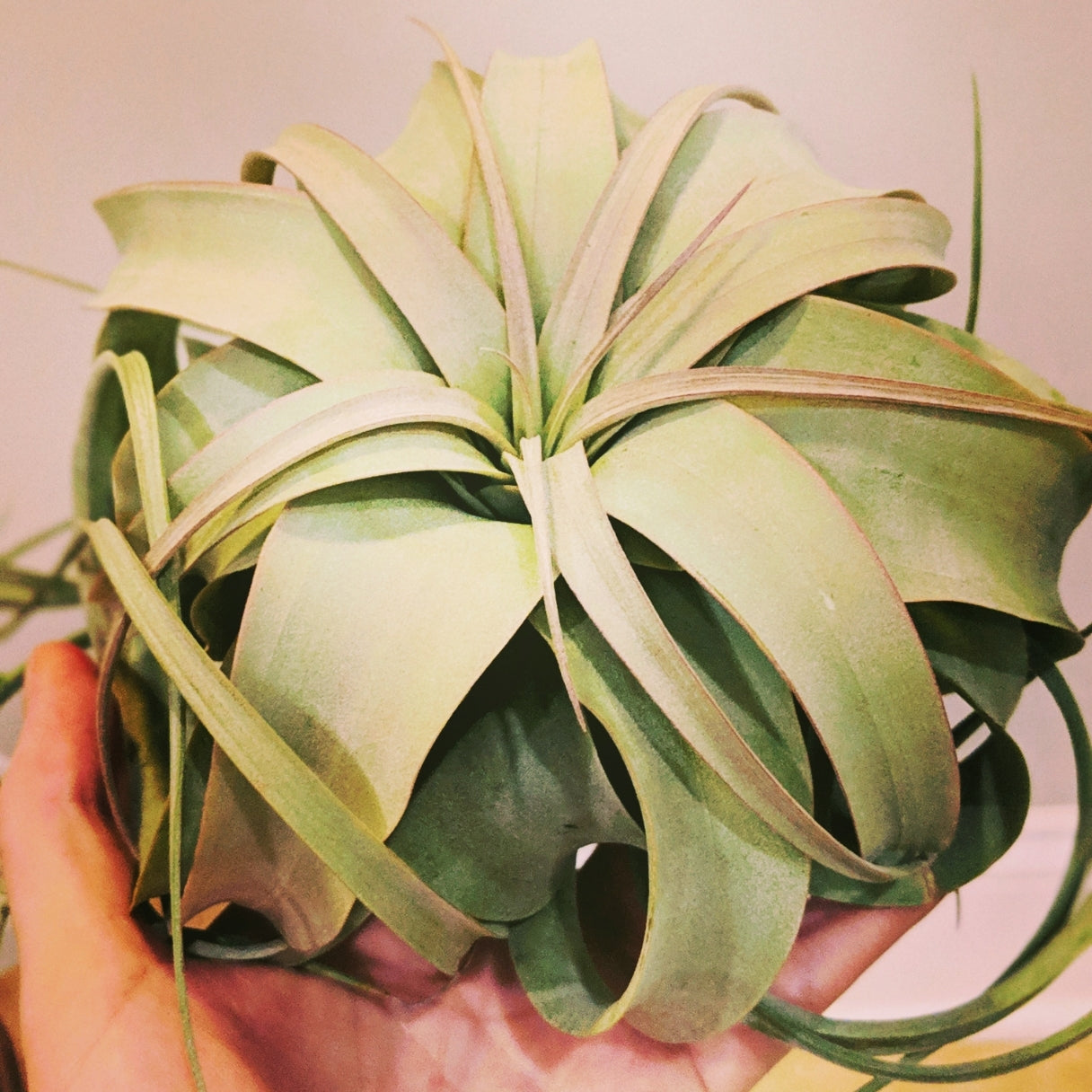 Xerographica