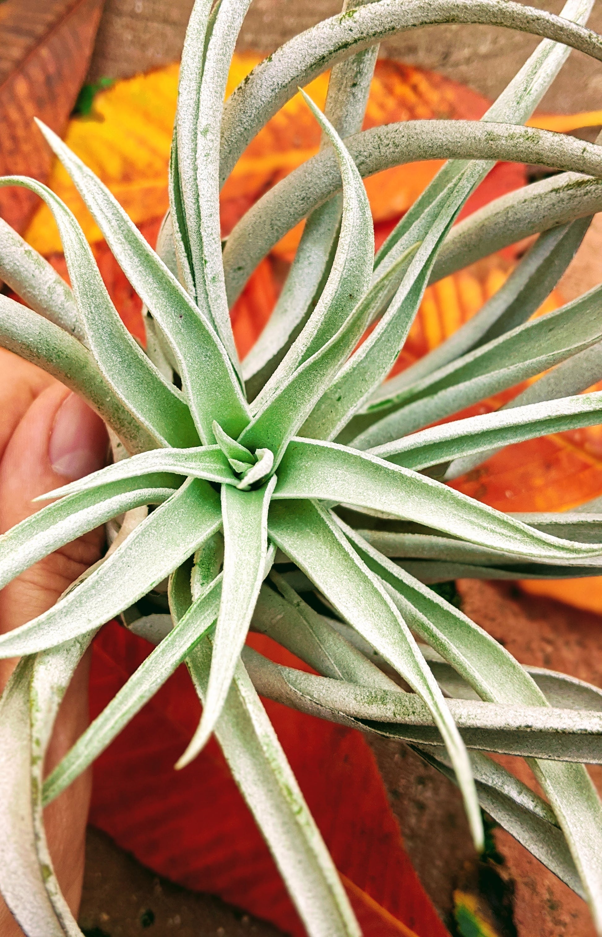 air plant harrisii Harrisii – Sunbeam Air Plants