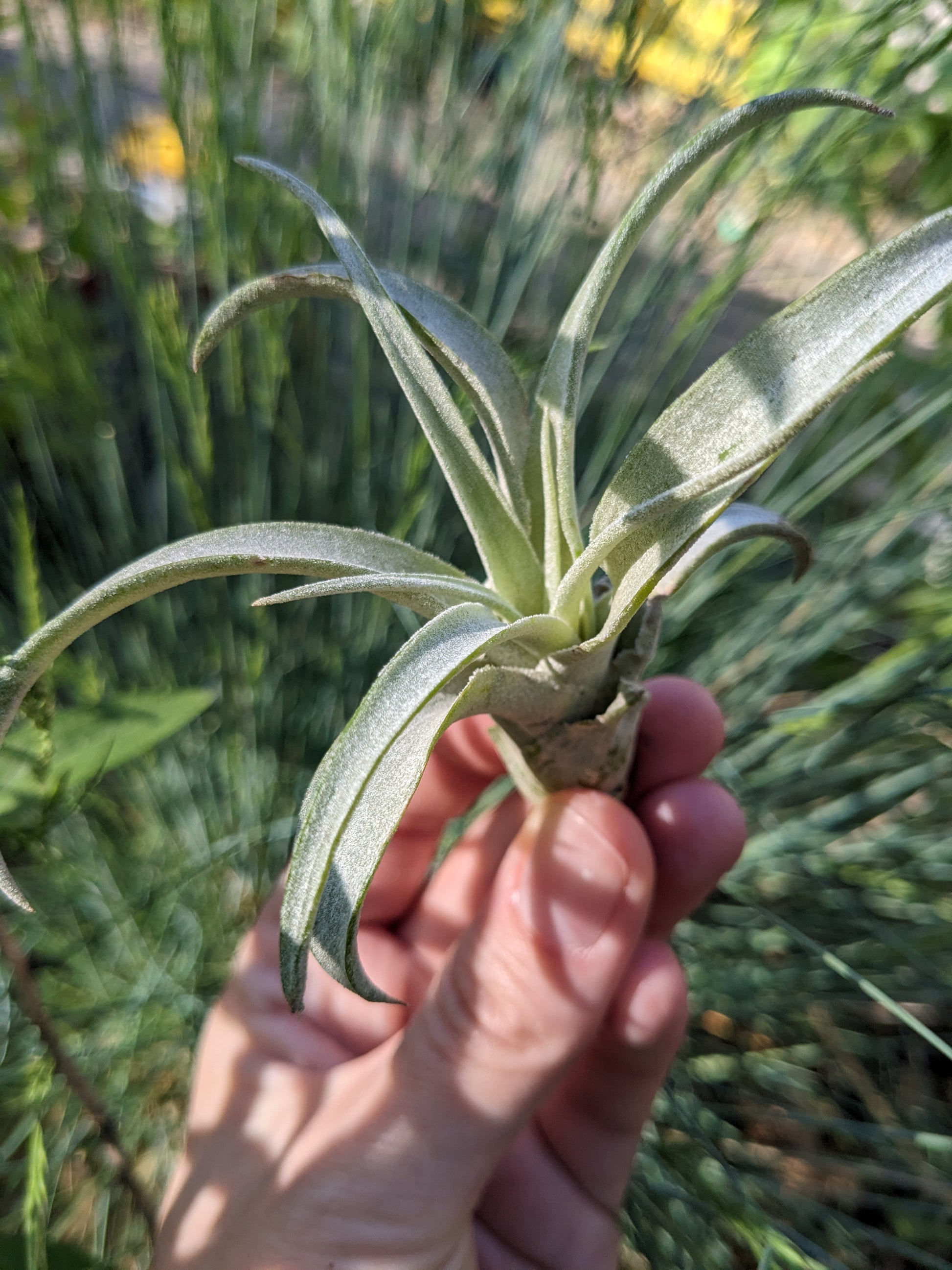 capitata air plant Capitata – Sunbeam Air Plants
