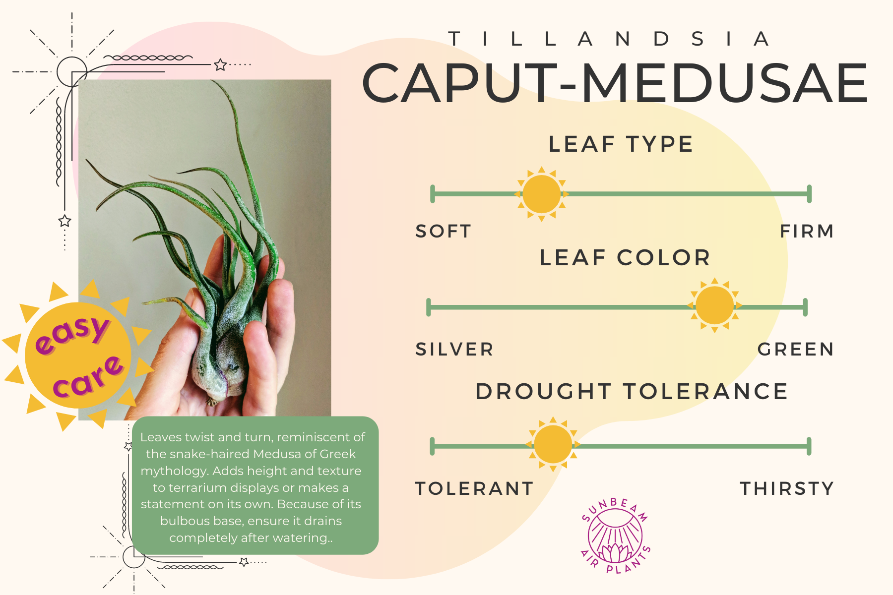 medusa air plant care Caput Medusae – Sunbeam Air Plants