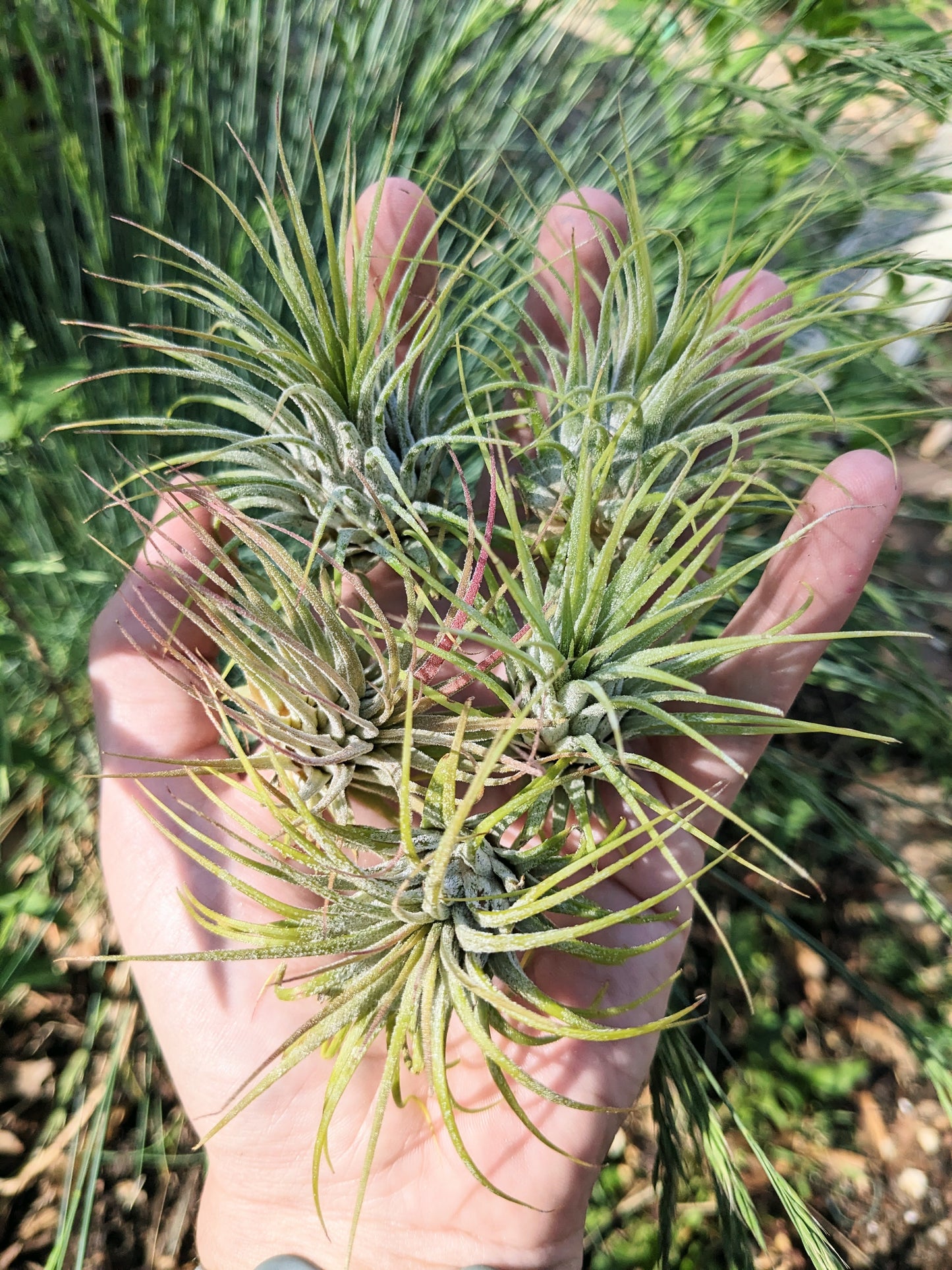 Ionantha