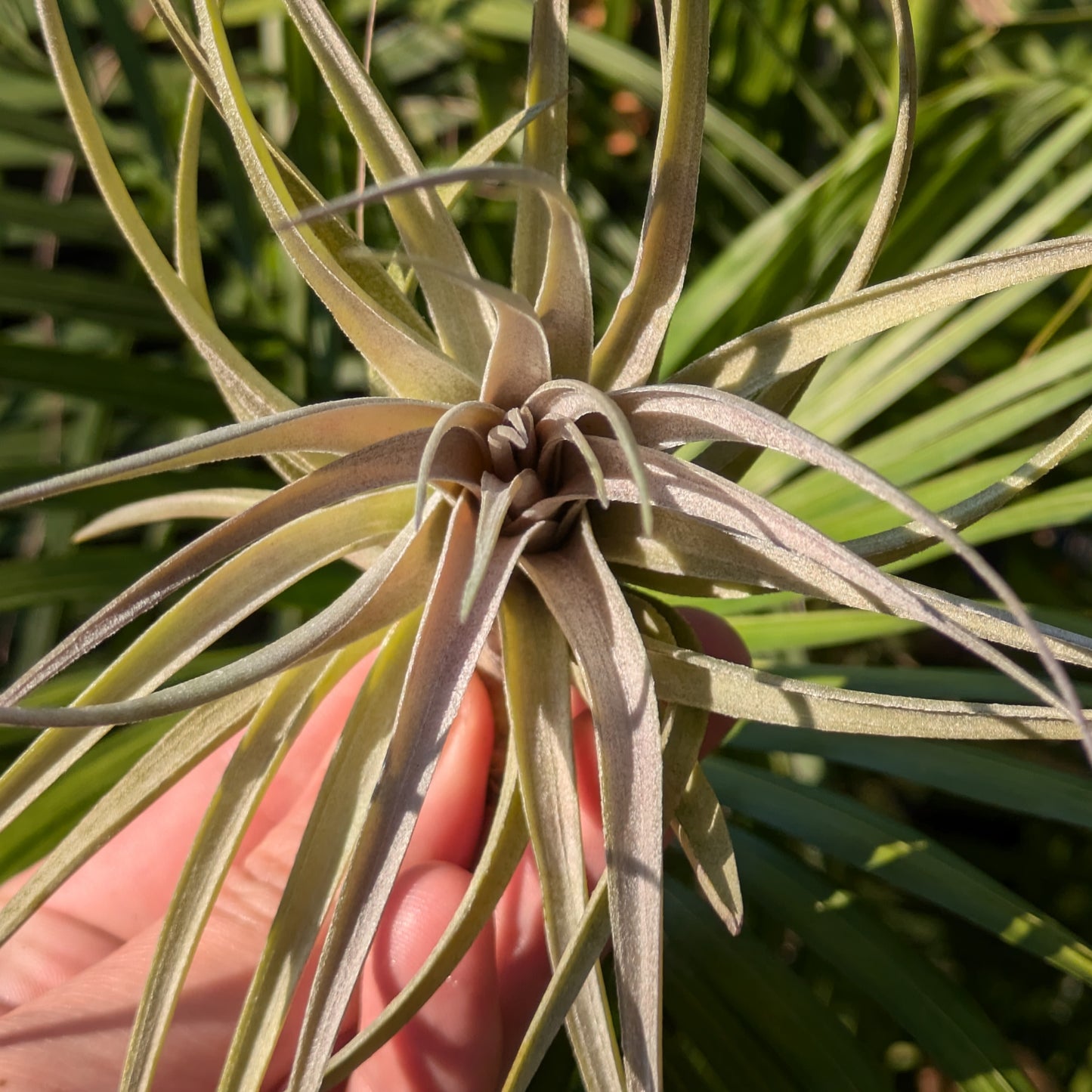 Aeranthos