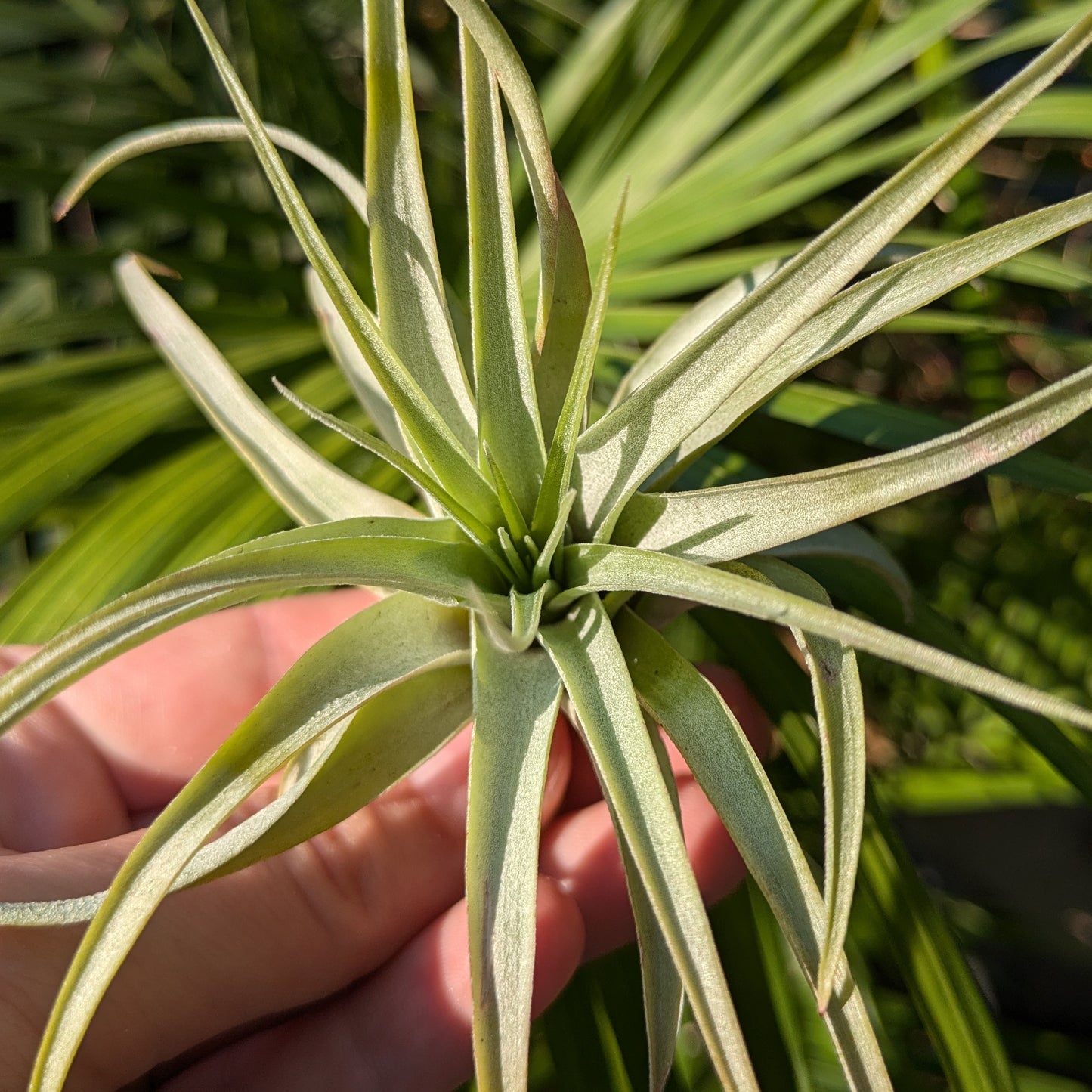 Brachycaulos