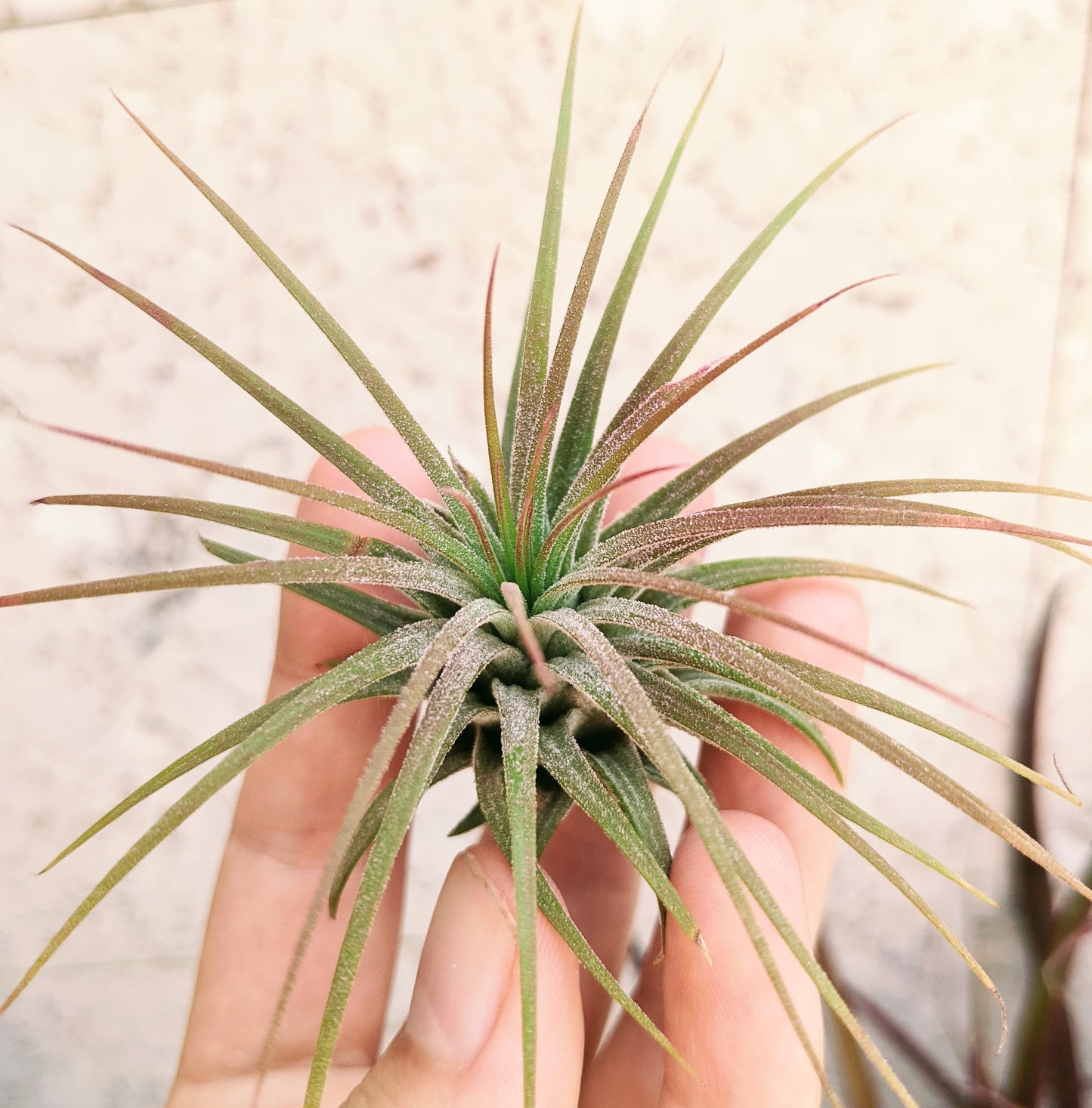 Ionantha