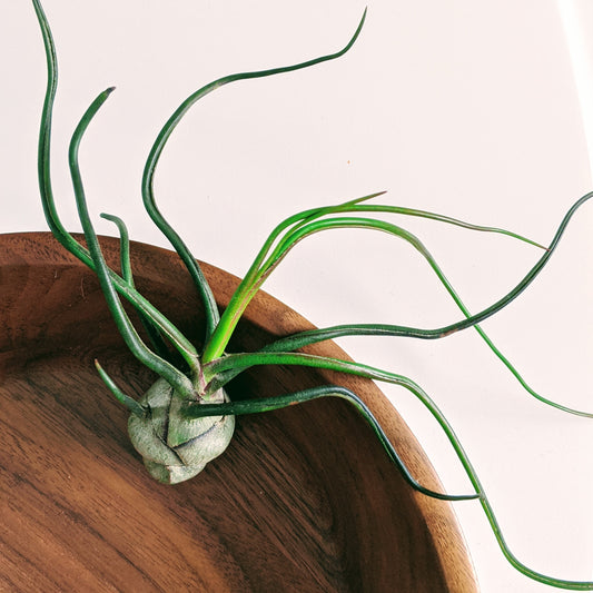 Bulbosa