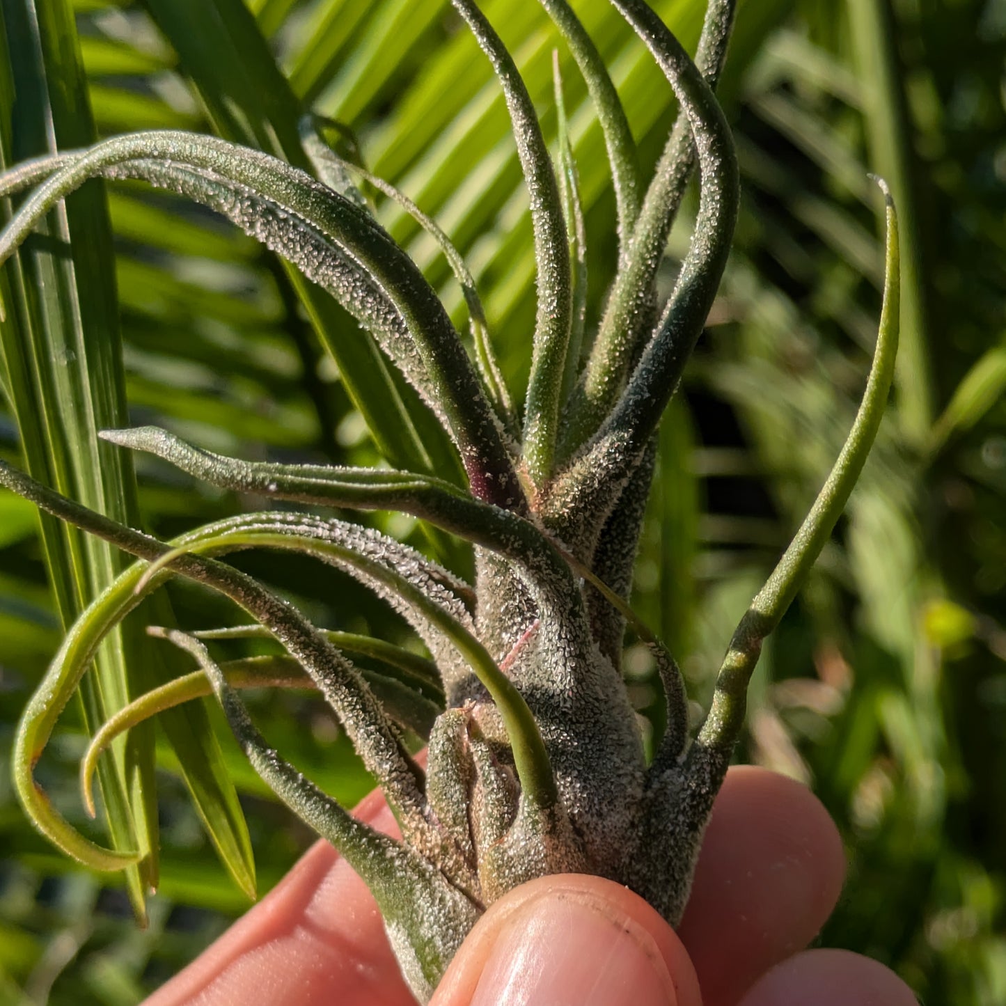 Pruinosa