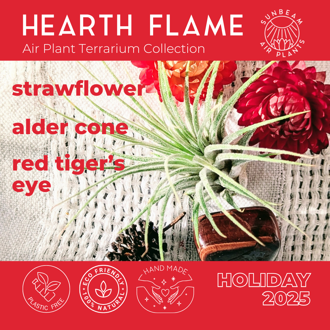 Air Plant Terrarium | Hearth Flame