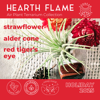Air Plant Terrarium | Hearth Flame