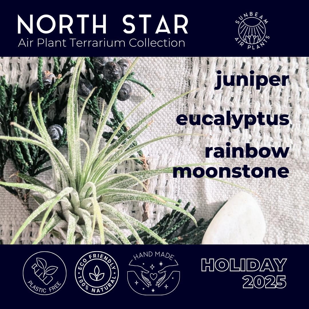 Air Plant Terrarium | North Star