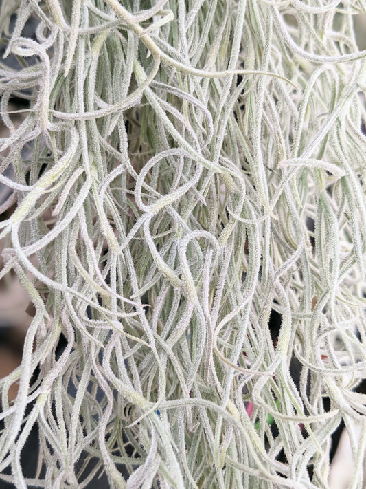 Spanish Moss Usneoids