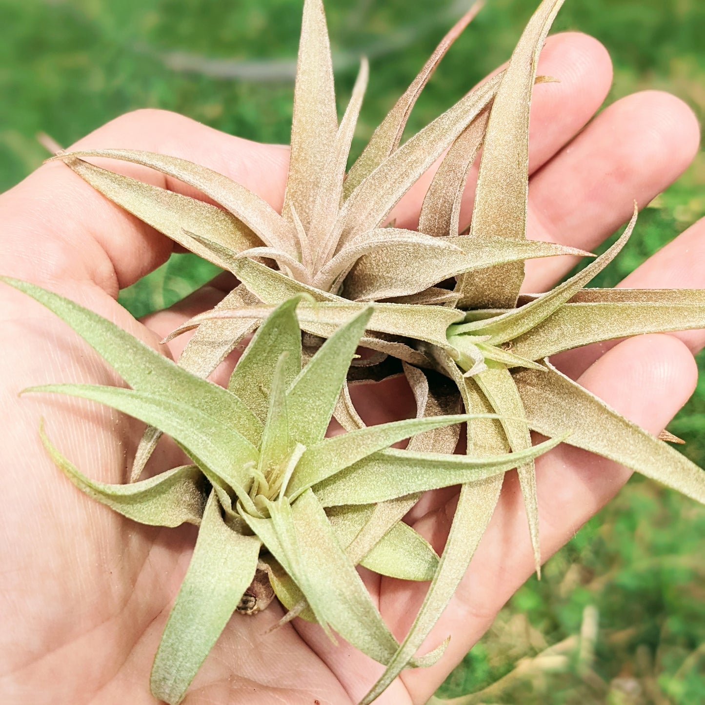 Capitata