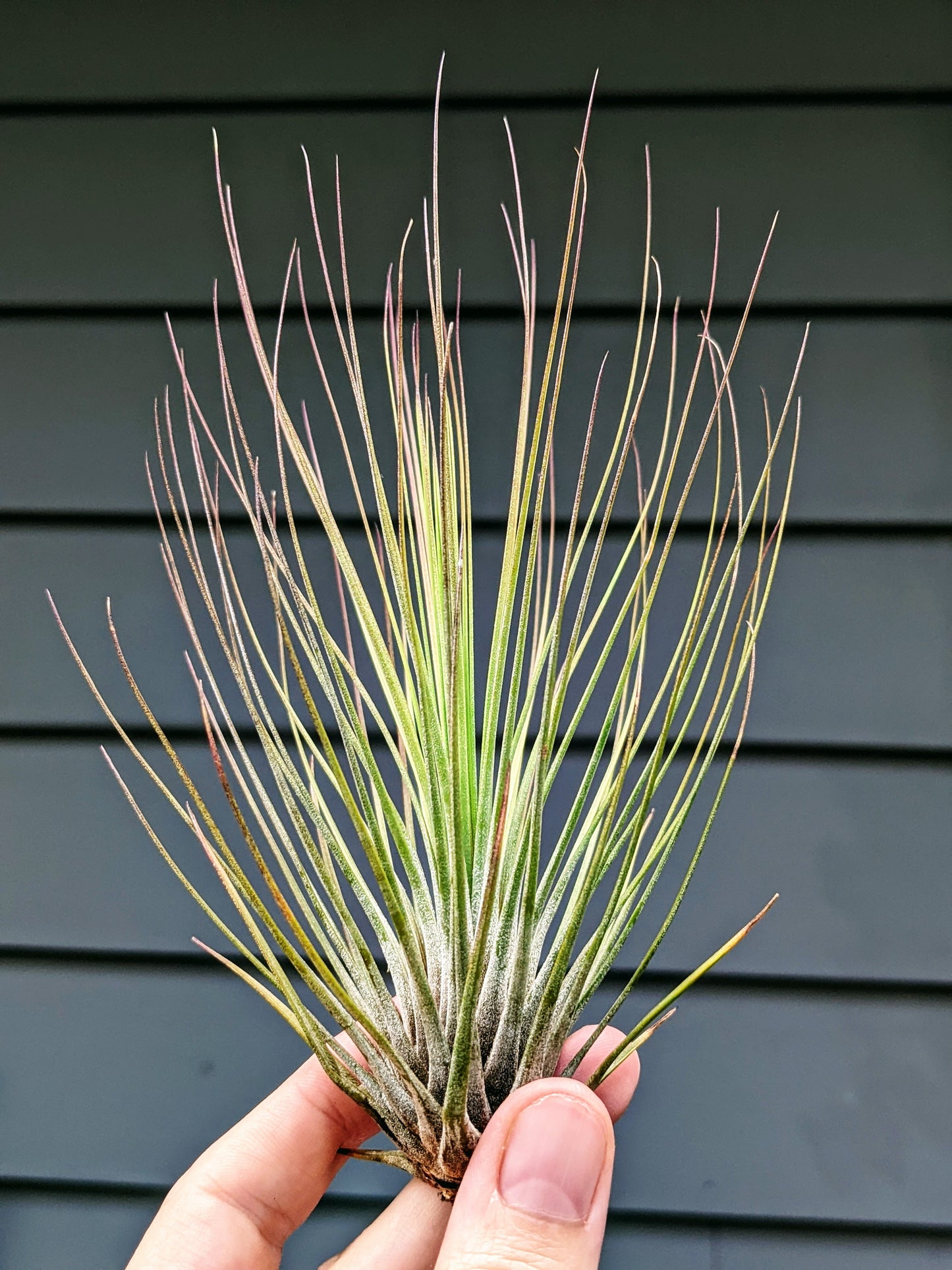 Juncifolia