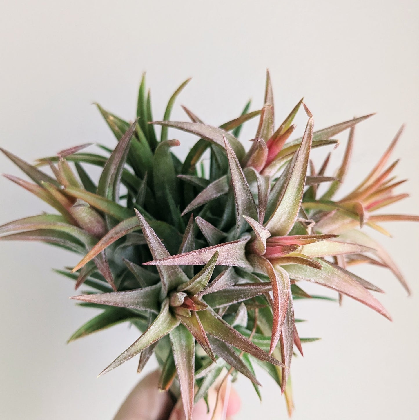 Vanhyningii (Ionantha var. Vanhyningii)