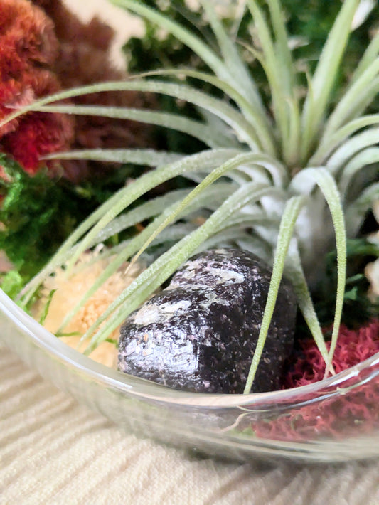 Terrarium | MERRY MOSS | Holiday 2024