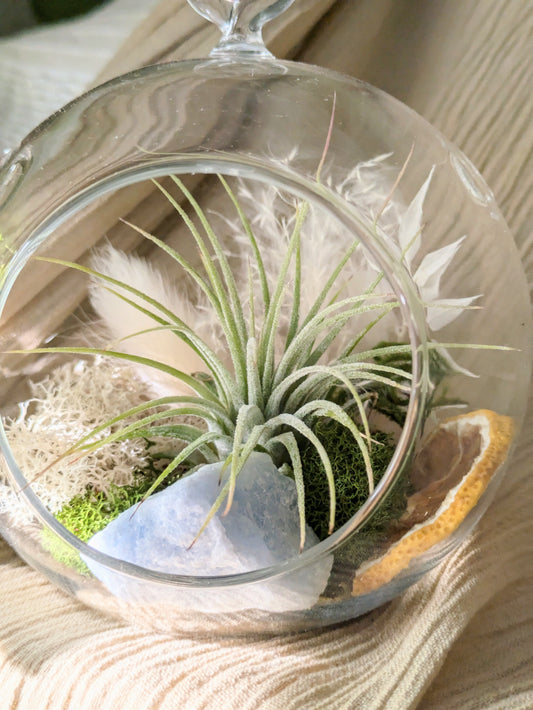 Terrarium | WINTER BRIGHT | Holiday 2024