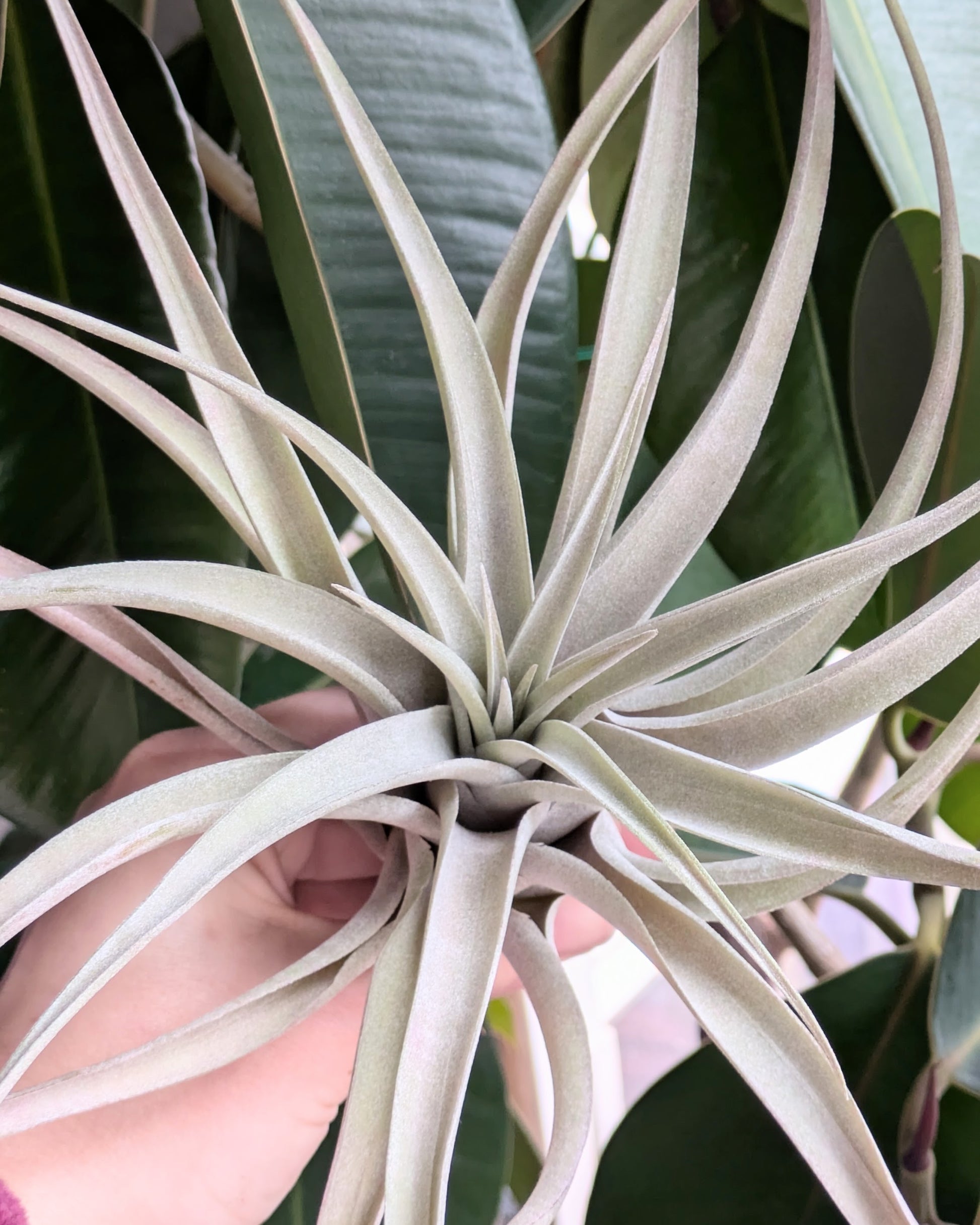 capitata air plant Capitata – Sunbeam Air Plants