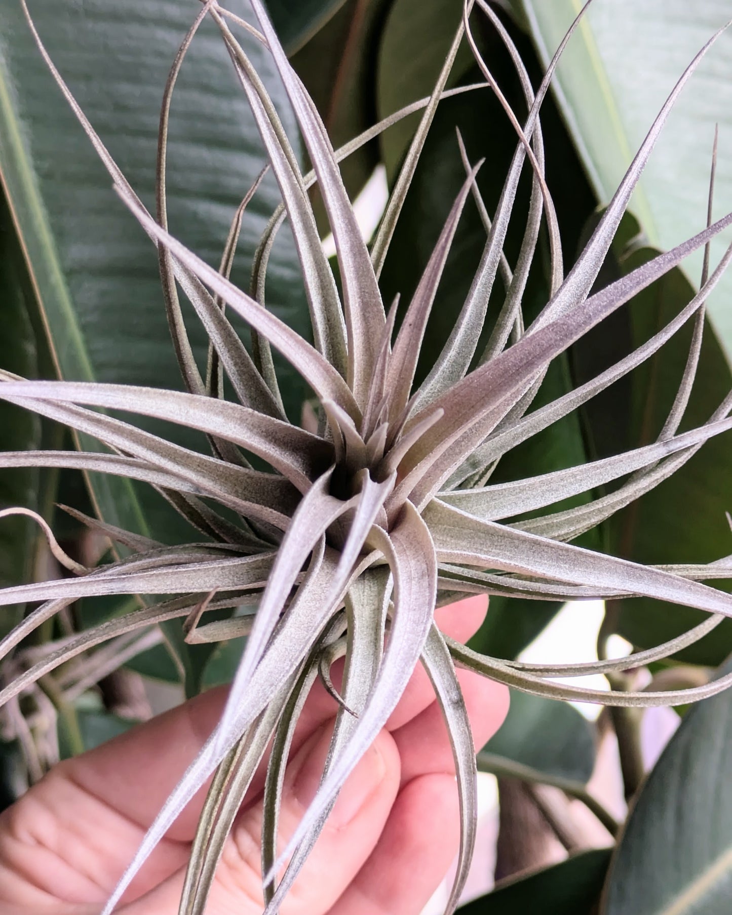 Aeranthos