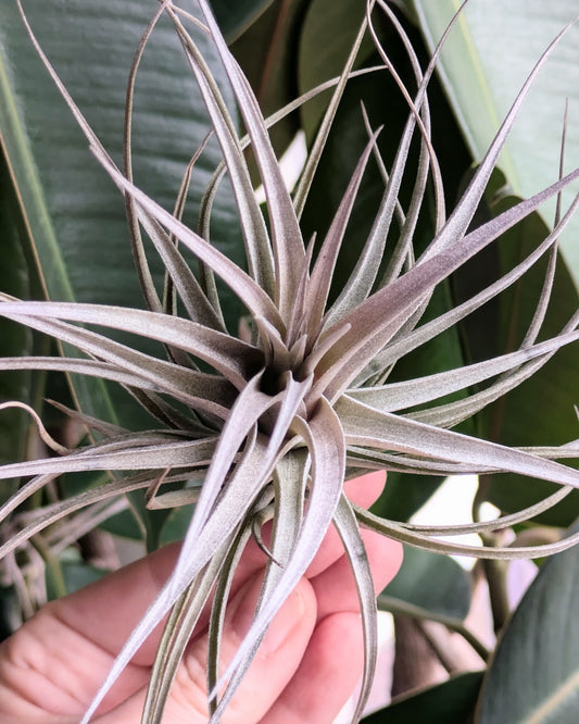 Aeranthos