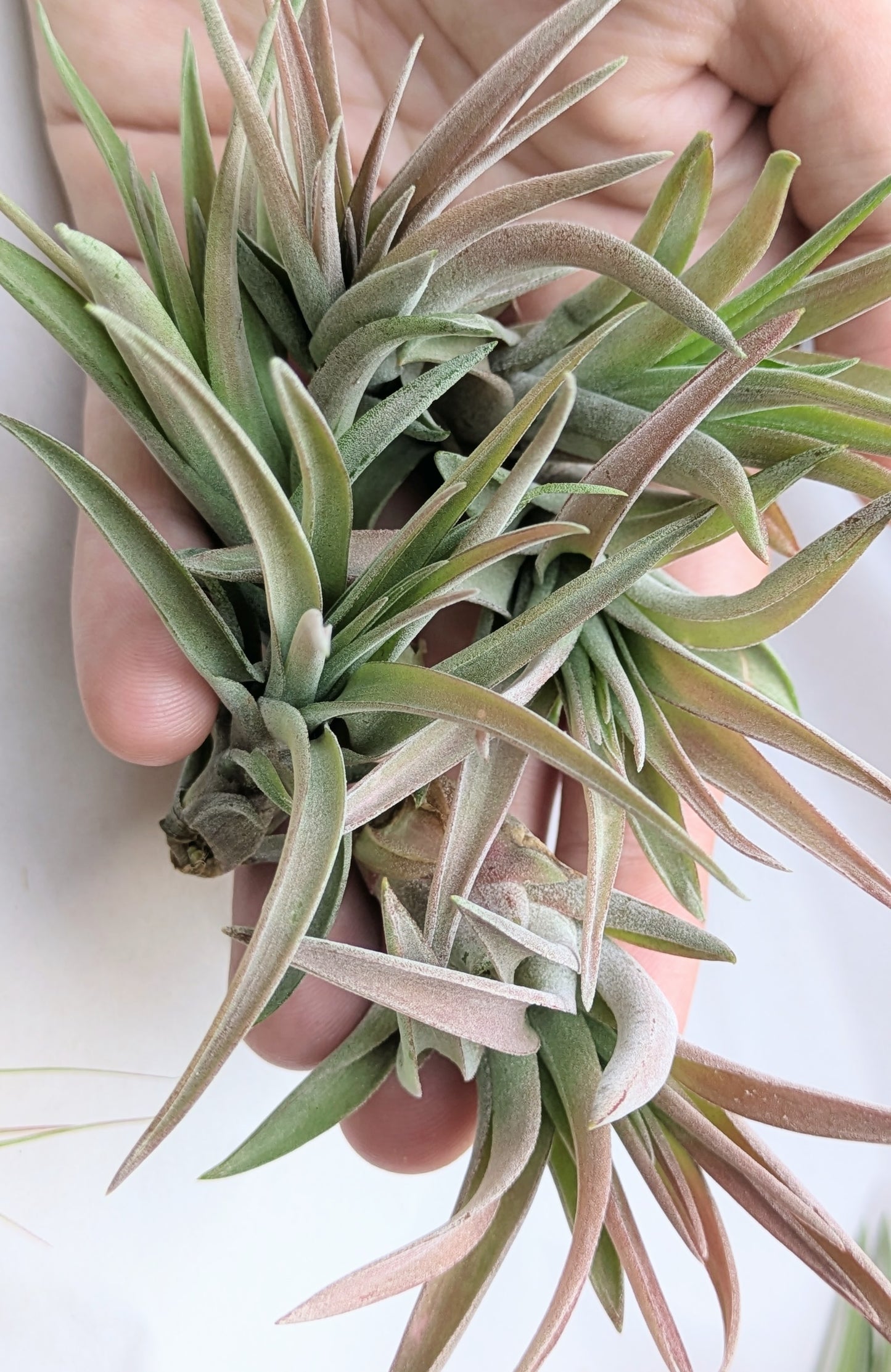 Velutina