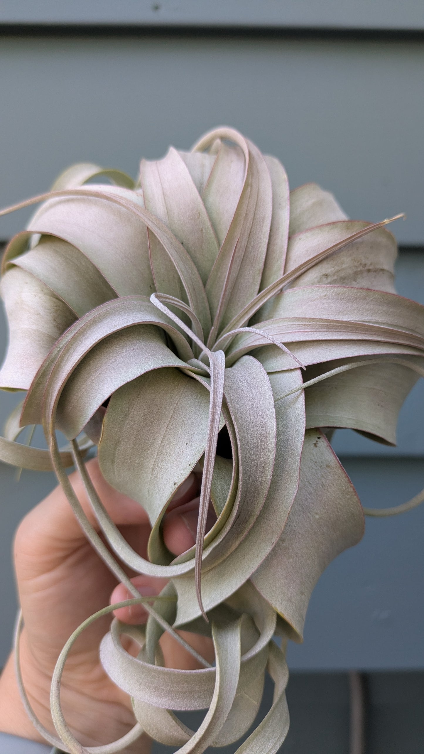 Xerographica