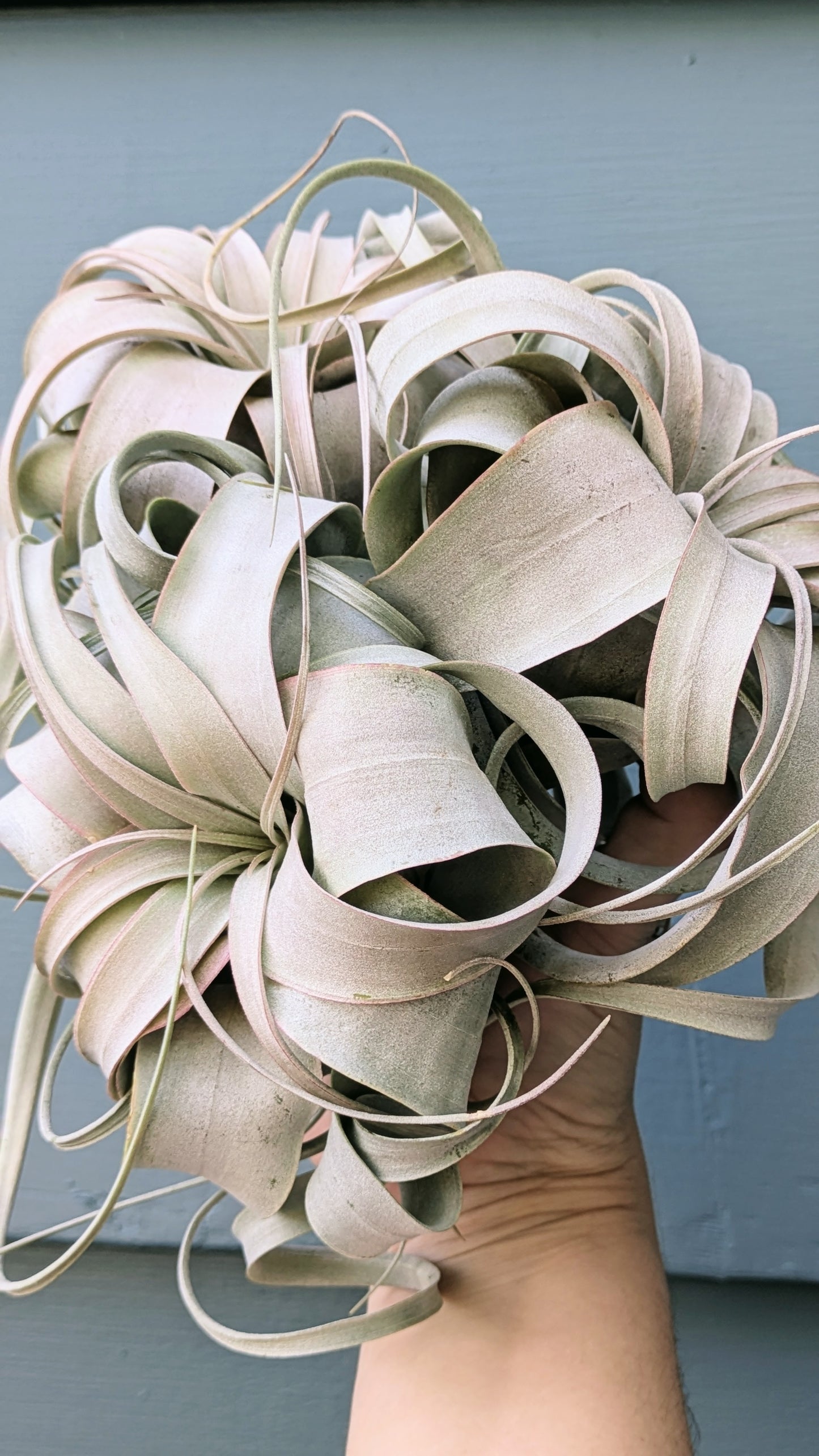 Xerographica
