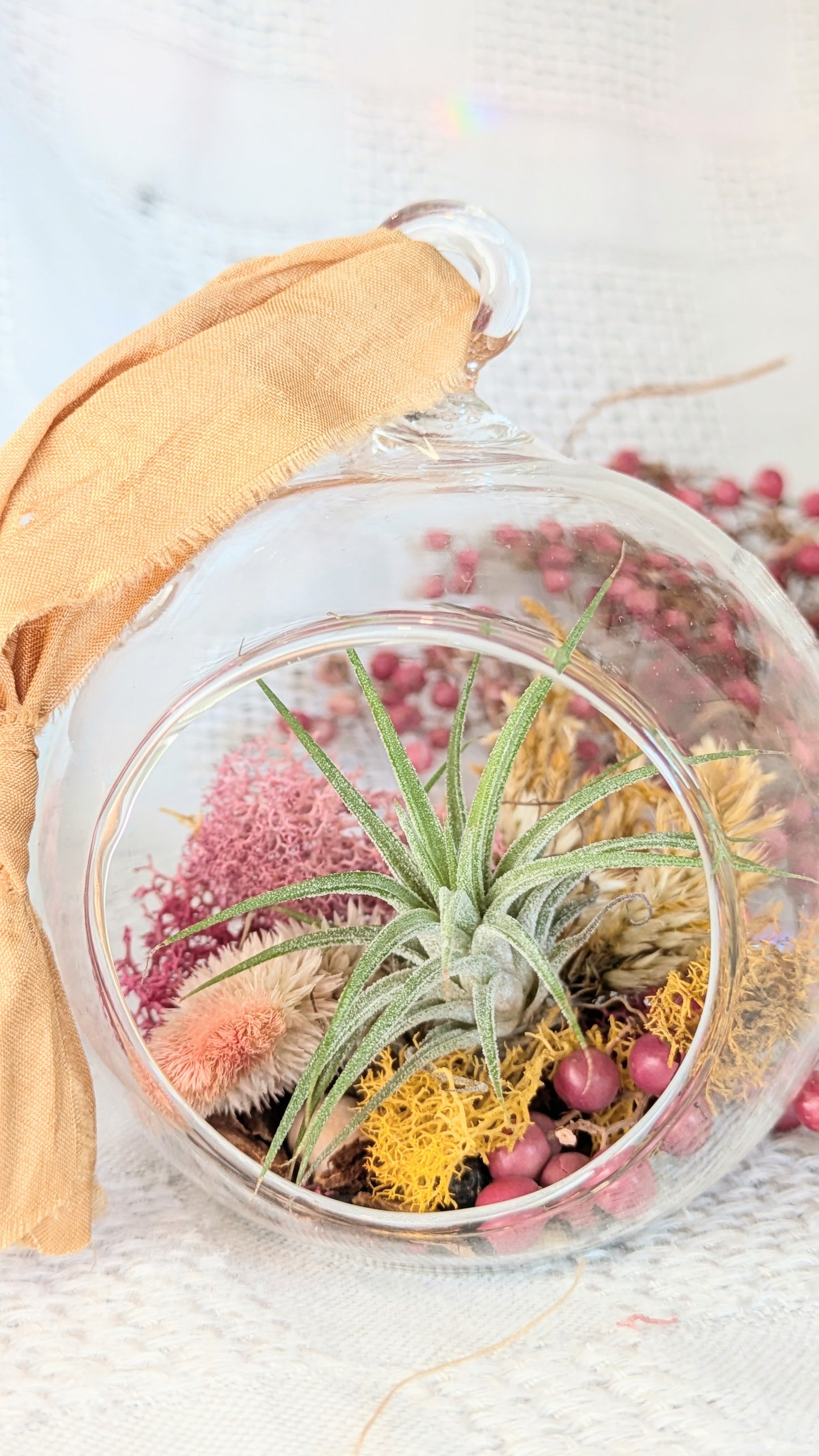 Air Plant Ornament | Winter Wishes